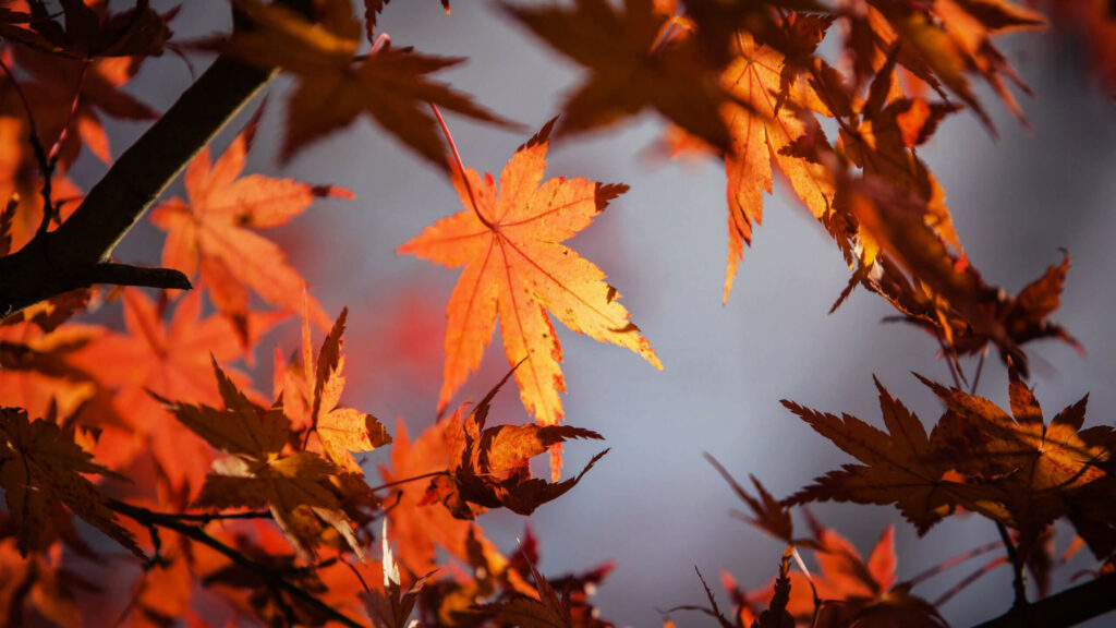 The best things about photographing in the fall