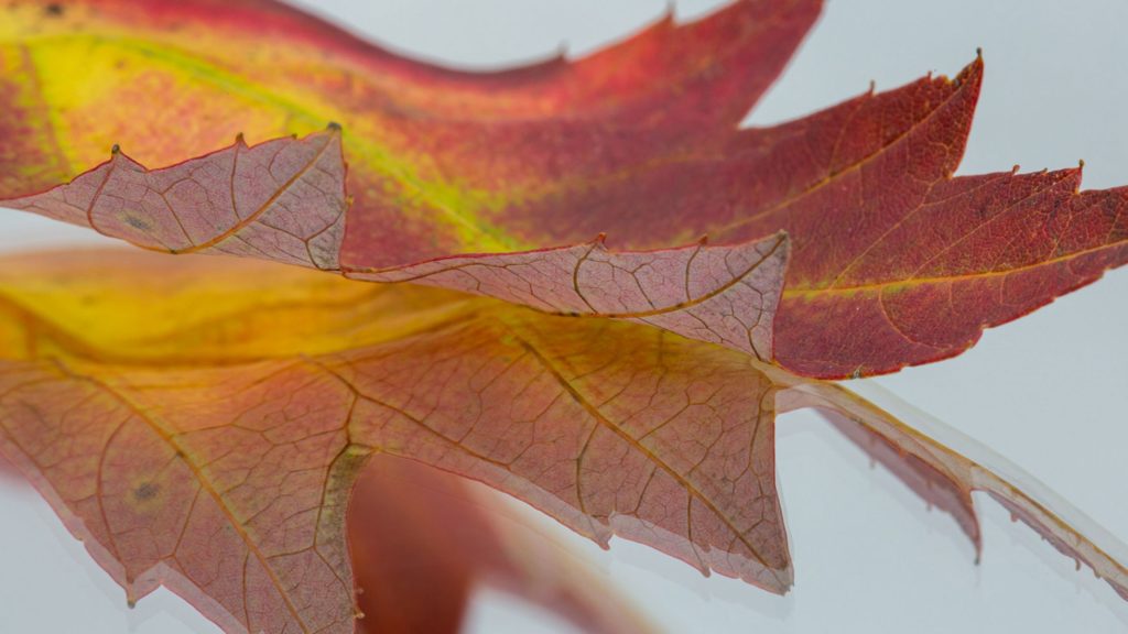 Photographing fall leaves with your macro lens indoors –