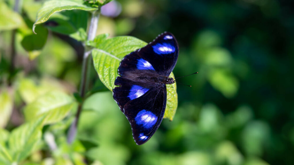 Chasing butterflies – Photofocus