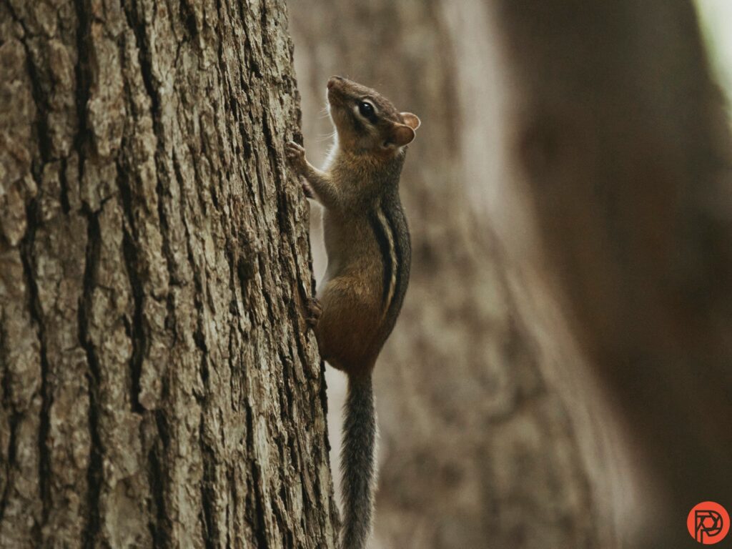 4 Great Lenses for Wildlife Photography in the Forest