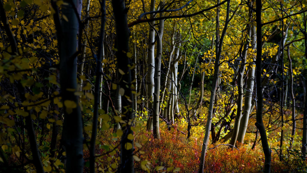 How to make the most of your fall photography adventure –