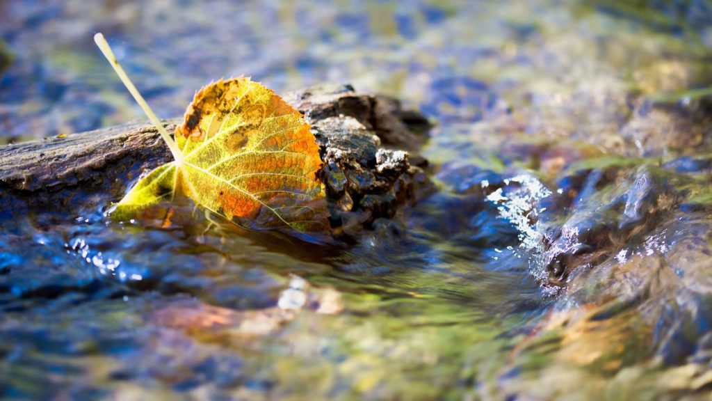 The top mirrorless macro lenses to help you capture the wonders of fall