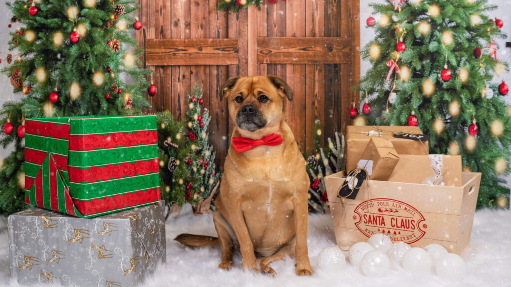 Capturing Christmas mini-sessions with pets