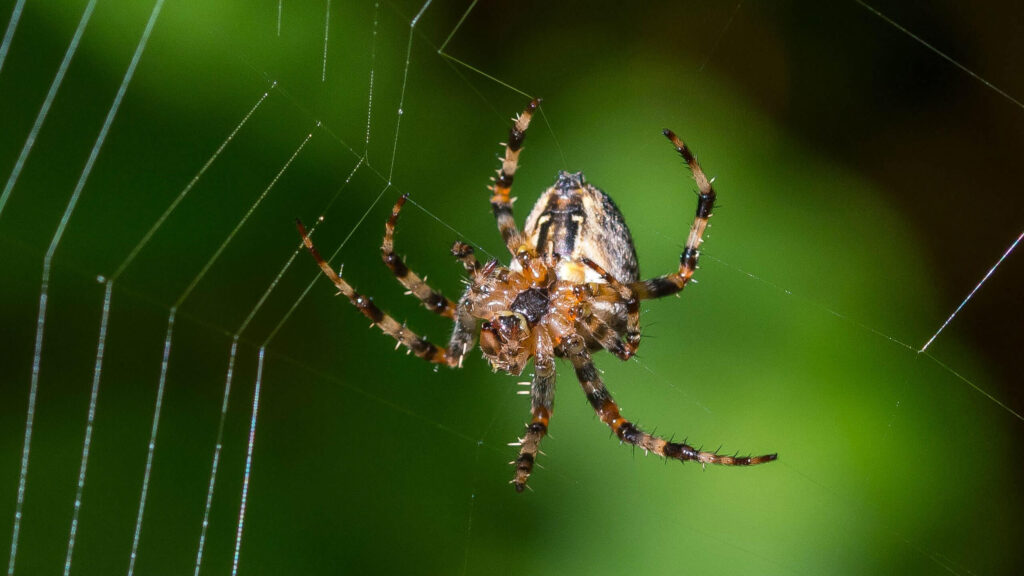 Stephen Thackeray — Orb Weaver –