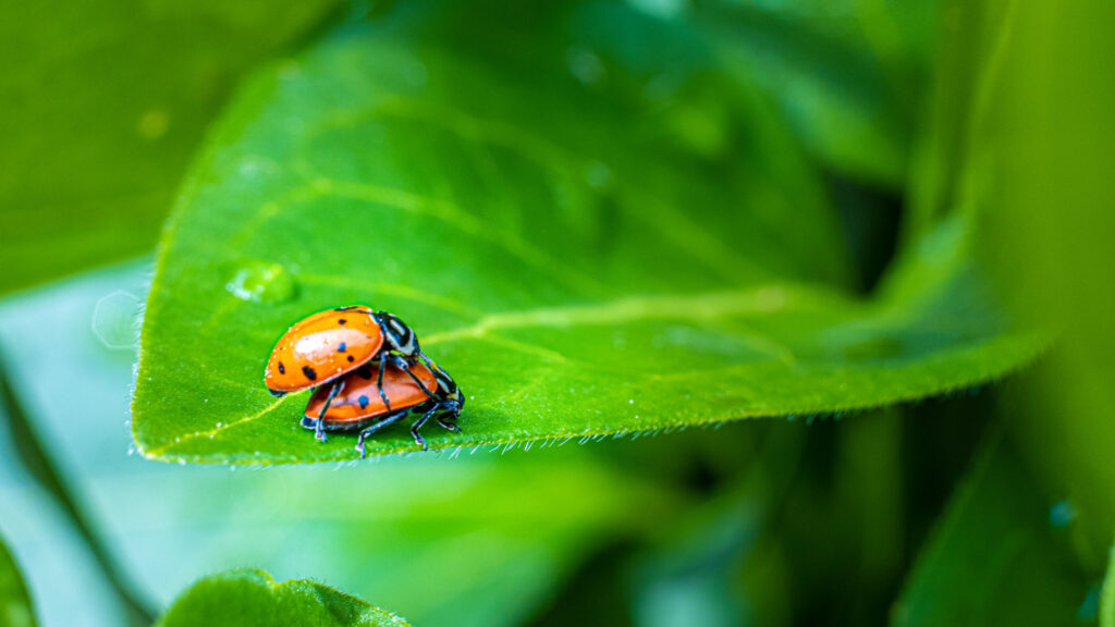 Fun with macro photography in the yard