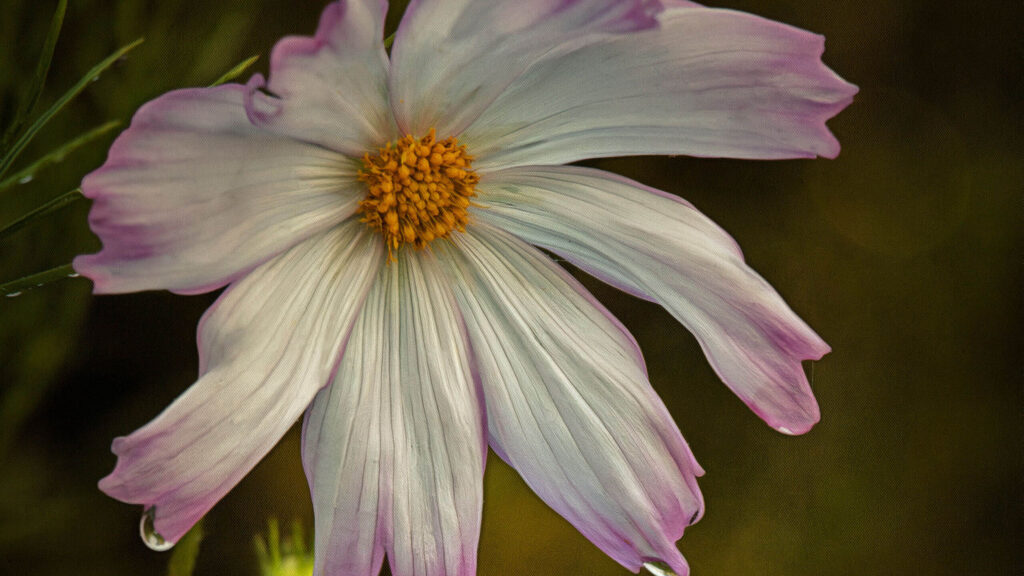 Hazel Meredith — Cosmos with Morning Dew –