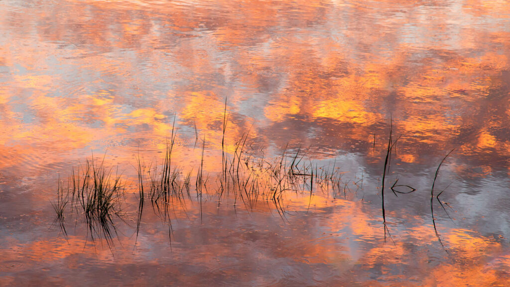 Shutter Notes: Lou Snitkoff — Reeds at Sunrise