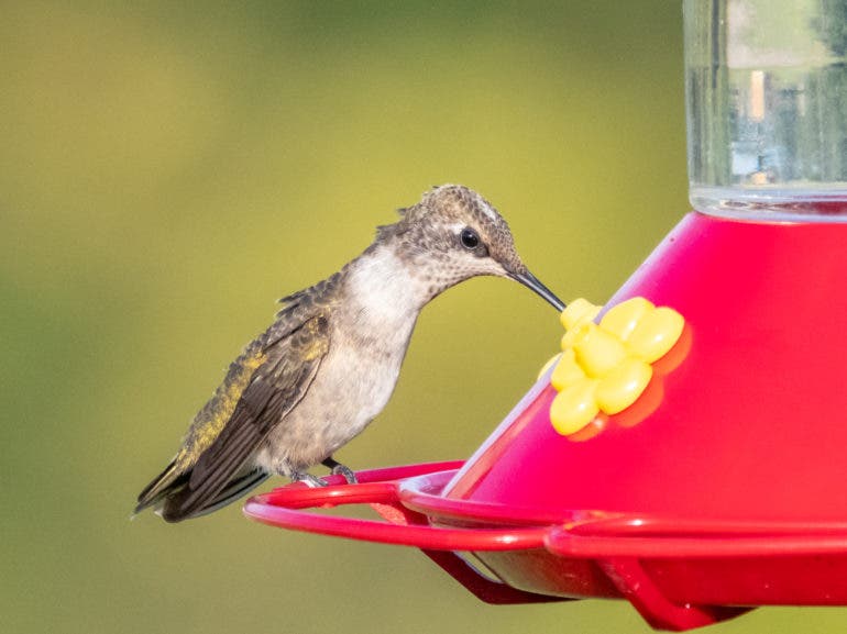 This Lens Helps You Get Wonderful Bird Photos!