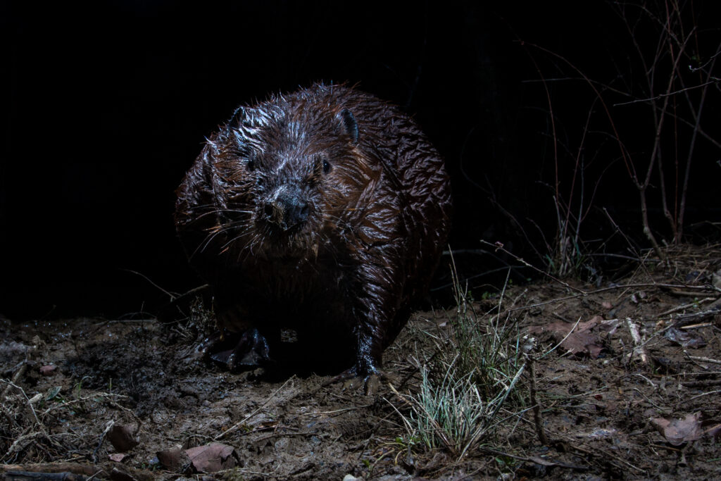 This Overlooked But Magical Kentucky Forest Deserves Our Protection