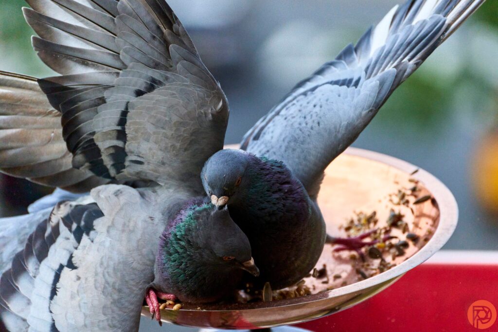 Use This Lens to Get Great Dynamic Photos of Birds!