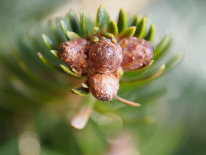 What Is Focus Stacking? How to Get Your Best Macro Photos