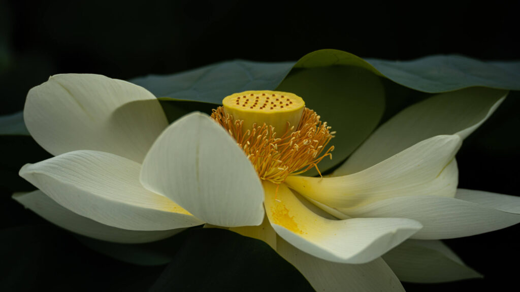 Capturing the beauty of the lotus through the lens