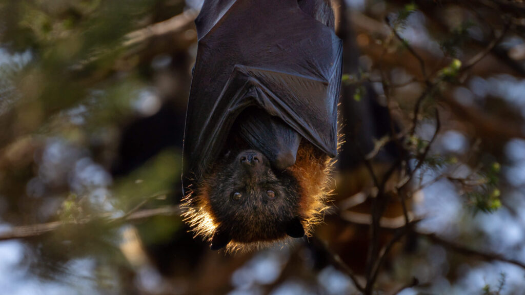 Meet the grey-headed flying fox