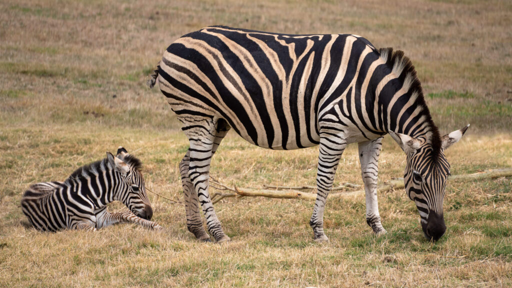 Capturing the beauty of wildlife