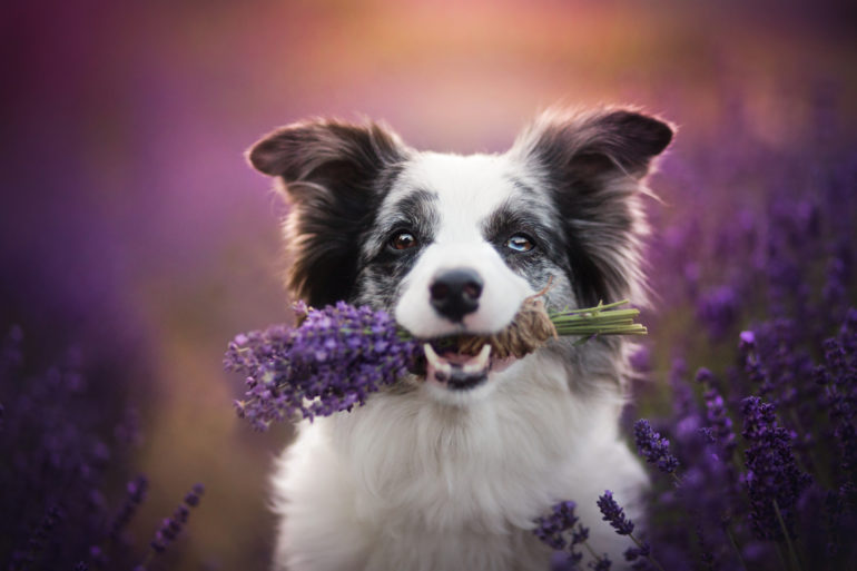 13 of the Best Dog Photographers With Photos You’ll Adore