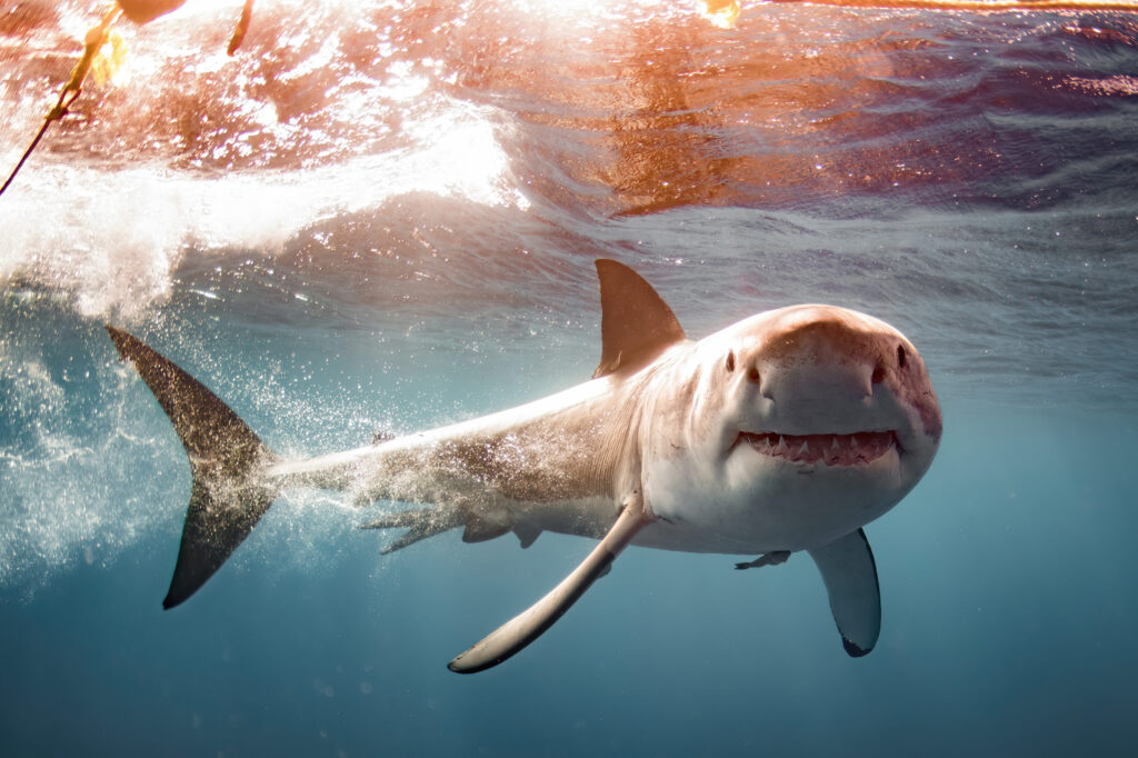 The Best Female Photographers Making Magical Work Underwater