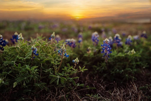 Top 7 Bluebonnet Photography Tips