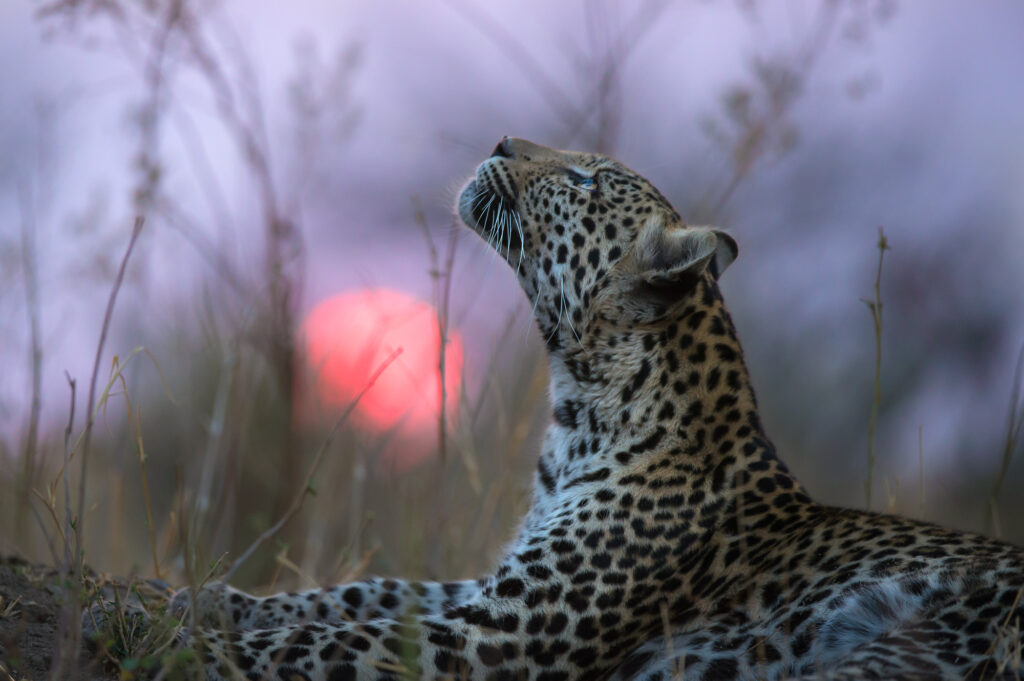 Wildlife Photographers Join Forces to Save Leopards