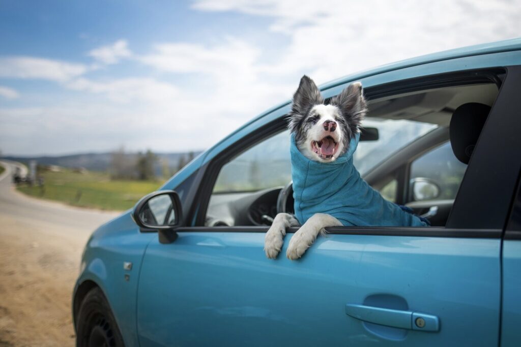 Spotlight: Licensing Contributors shooting awesome pet photography