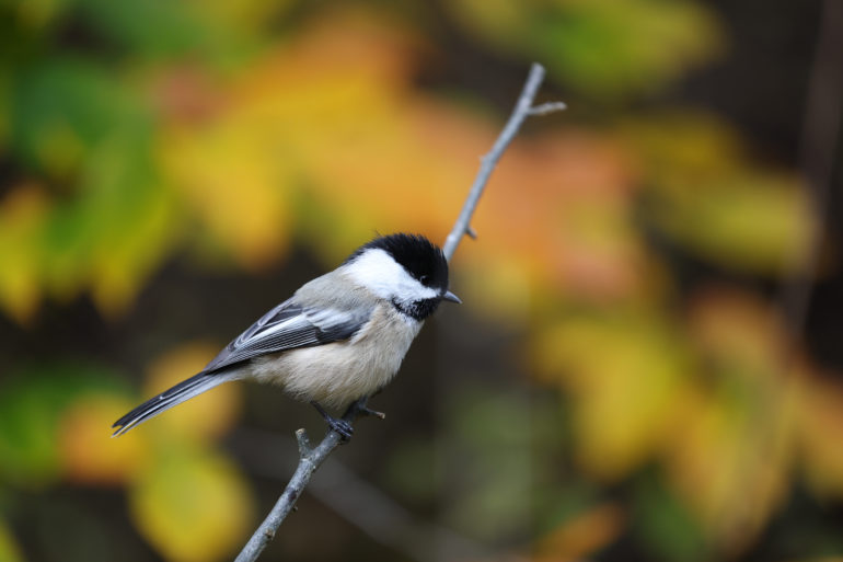 The Cameras With the Best Bird Detection (We’ve Tested Them All)