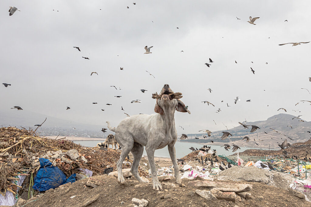 A Photojournalist’s Advocacy for Animal Rights in Turkey