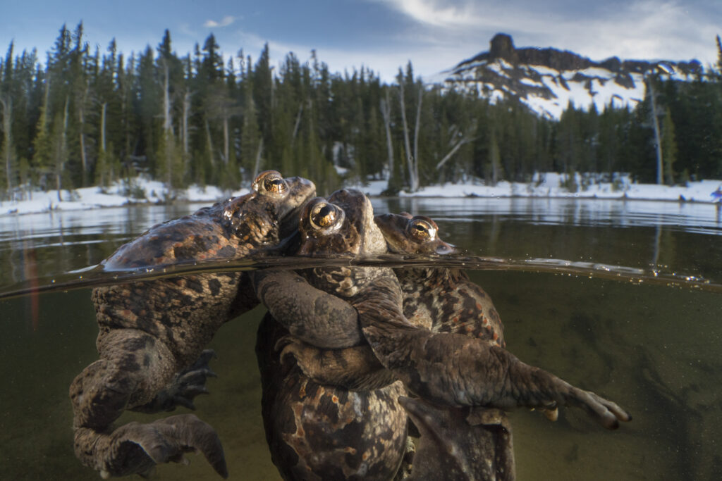 Rare and Ancient Creatures Revealed in Underwater Photography